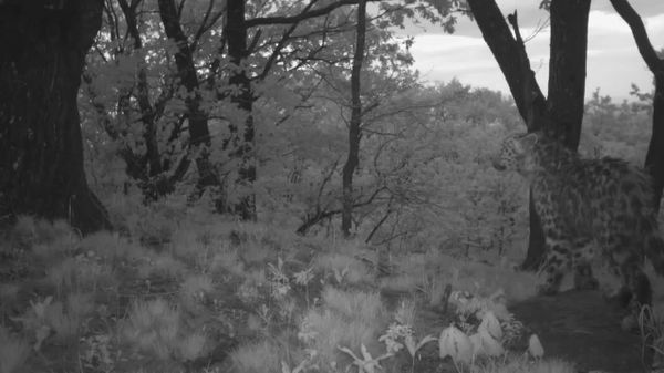 Russia's Far Eastern Leopard Adopts Another Female’s Cubs in Rare Behavior - Sputnik Africa