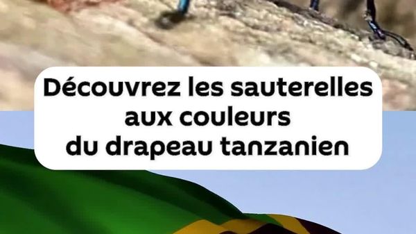 Qu'est-ce qui rend ces sauterelles tanzaniennes si spéciales? - Sputnik Afrique