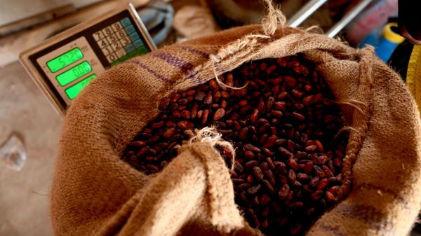 Cocoa Arrivals in Côte d’Ivoire Rise 20 - Sputnik Africa