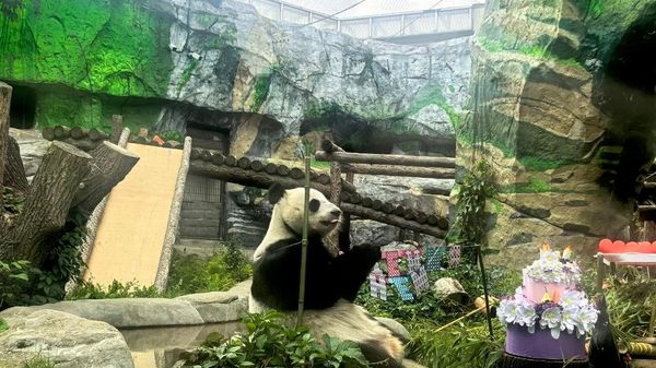 Moscow Zoo’s Panda Katyusha Receives Bamboo Cake for 3rd Birthday - Sputnik Africa