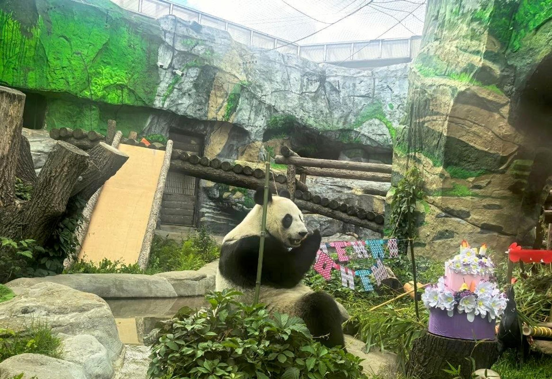 Moscow Zoo’s Panda Katyusha Receives Bamboo Cake for 3rd Birthday - Sputnik Africa, 1920, 24.08.2026
