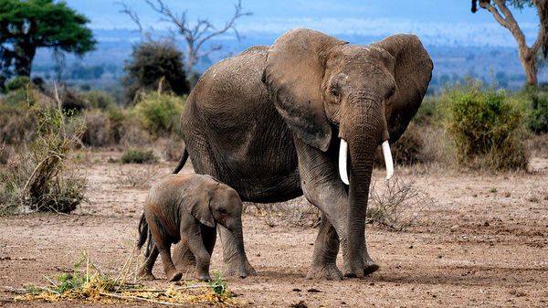 Kenyan Police Arrest Four Over Elephant Deaths in Amboseli, Fifth Suspect Sought: Media - Sputnik Africa
