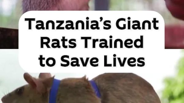Giant Rats in Tanzania Trained to Detect Landmines, TB and Trapped People - Sputnik Africa