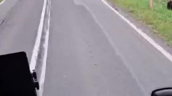 Herd of Bison Just Takes Over Road & Drivers Have No Choice But to Wait - Sputnik Africa