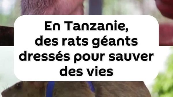 Des rats géants dressés en Tanzanie pour détecter les mines, la tuberculose et les personnes ensevelies sous les décombres - Sputnik Afrique