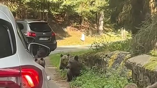 Une ourse arrache le pare-chocs arrière d'une voiture avec ses crocs en Roumanie - Sputnik Afrique