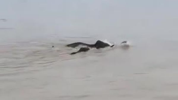 Five Elephants Rescued in India After Floods - Sputnik Africa
