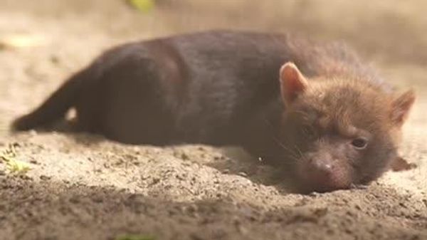 Rare Birth in Russia's Novosibirsk Zoo: Pair of Rare Bush Dog Pups Brings Hope for Endangered Species - Sputnik Africa