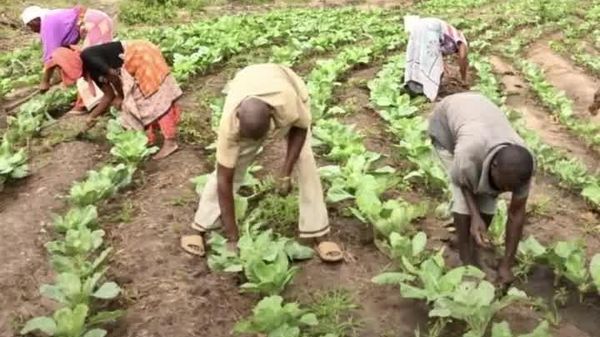 Cheaper Than Chemicals: Kenyan Farmers Use Worms and Larvae to Restore Soil Health - Sputnik Africa