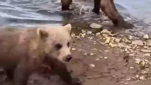 Curious Bear Cub Tries Photographer's Boot for a Snack - Sputnik Africa