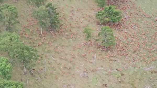 Helicopter Pilot Films Massive Deer Herd in Japan's Nagano Prefecture - Sputnik Africa