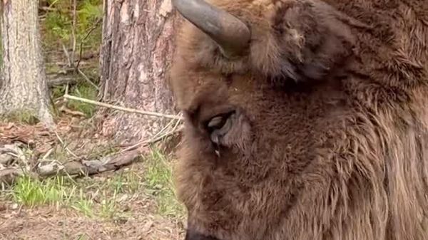 Poland Welcomes New Bison Calf as Conservation Efforts Bear Fruit - Sputnik Africa