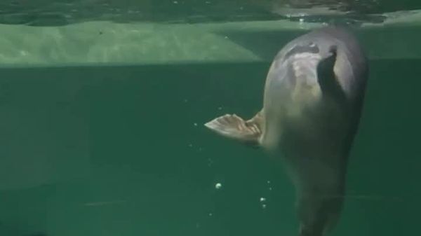 Hello, Human: Sea Cat Seal at Moscow Aquarium Plays With Diver’s Rope - Sputnik Africa
