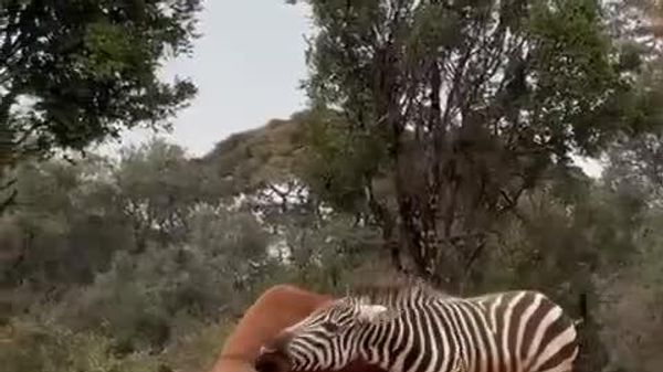 Unlikely BFFs: Rhino & Zebra Who Refuse to Be Apart - Sputnik Africa