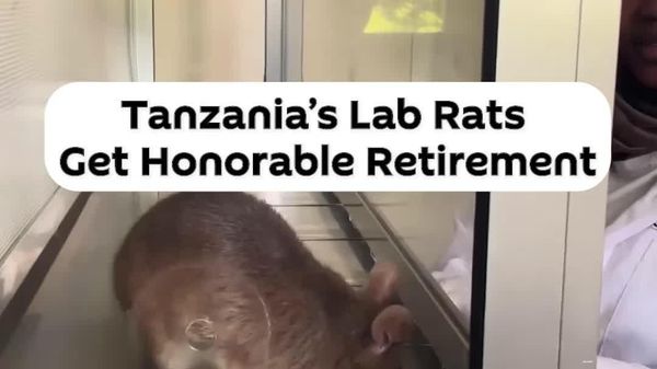 Tanzanian University Gives Lab Rats Retirement Instead of Euthanasia - Sputnik Africa