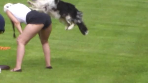 Ce chien enthousiaste bondit dans le Livre Guinness des records: il a sauté par-dessus 56 personnes en 1 minute - Sputnik Afrique