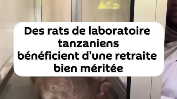Des rats de laboratoire tanzaniens bénéficient d'une retraite bien méritée: découvrez dans la vidéo de Sputnik Afrique comment ils la passent - Sputnik Afrique