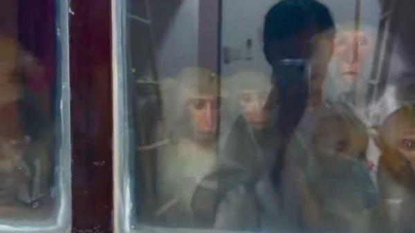 Monkeys 'Check Into' Student Dorms in Surprise Visit to Taiwan University - Sputnik Africa