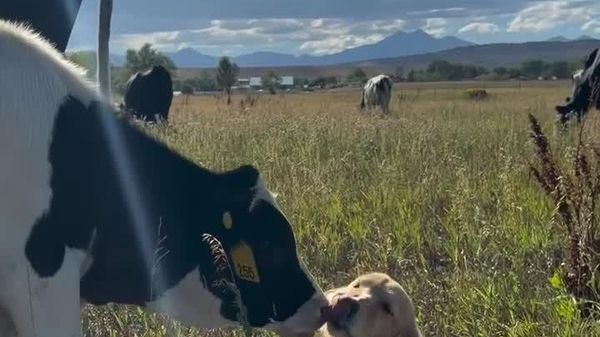 Unexpected Pasture Friendship: Golden Retriever Greets Its Buddy - Sputnik Africa