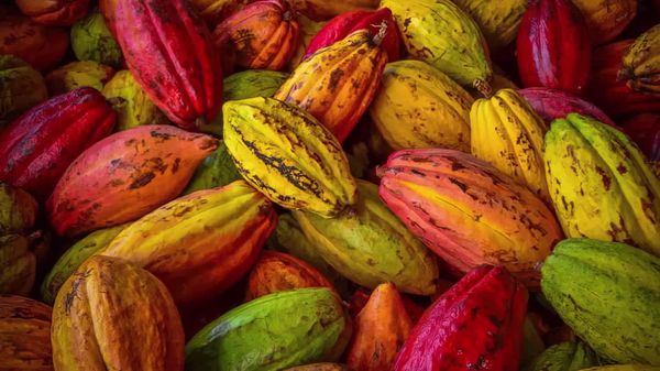 New EU Rules Could Hit Small African Cocoa Producers Hard: Cameroonian Journalist - Sputnik Africa