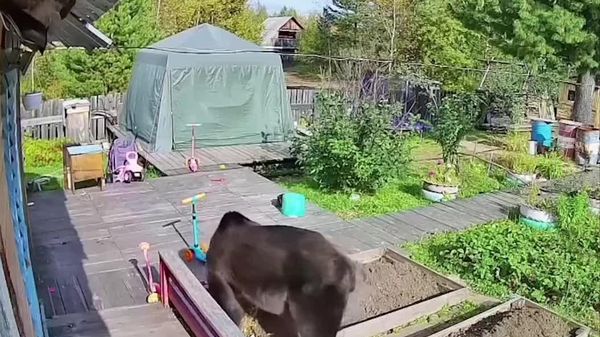 Laissez-moi entrer: un ours a pénétré sur le terrain d'une maison privée, s'est dressé sur ses pattes arrière et a frappé bruyamment à la porte - Sputnik Afrique