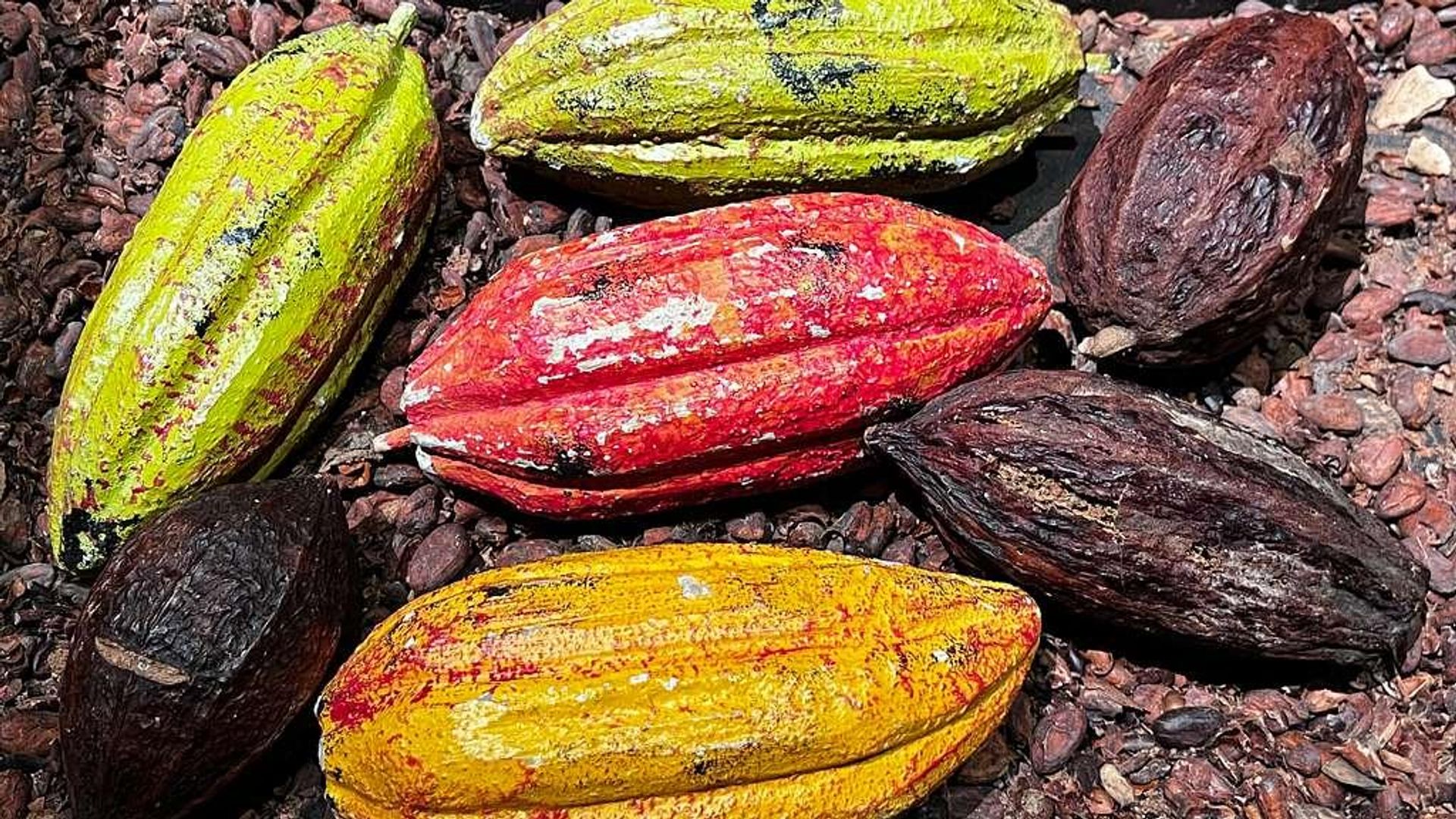 Ghana Raises Cocoa Producer Price by 6% Amid Global Market Surge: Media Ghana Raises Cocoa Producer Price by 6% Amid Global Market Surge: Media - Sputnik Africa, 1920, 09.09.2026