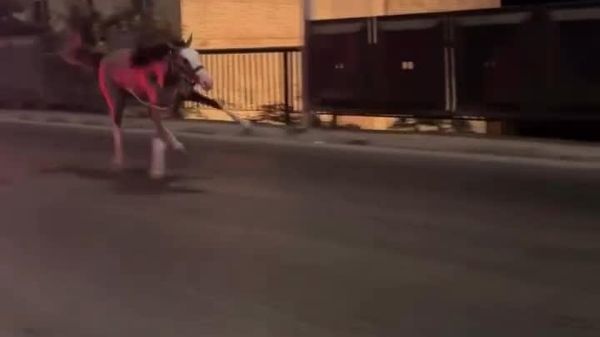 Panic on Egyptian Streets: Horse Escapes Owner & Runs Into Traffic - Sputnik Africa
