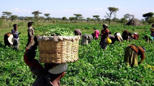 Congo Basin Must Replace Colonial Export Agriculture With Food Sovereignty: Congolese Politician - Sputnik Africa