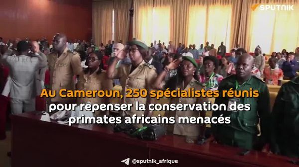 La conservation des primates passe par les communautés locales et la coopération africaine, selon des experts - Sputnik Afrique