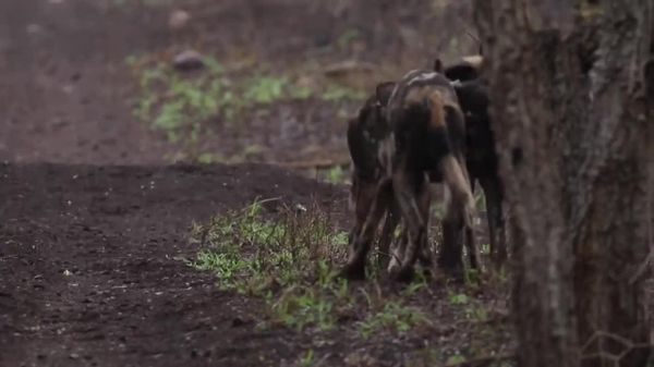Des chiens sauvages d'Afrique font 4 - Sputnik Afrique