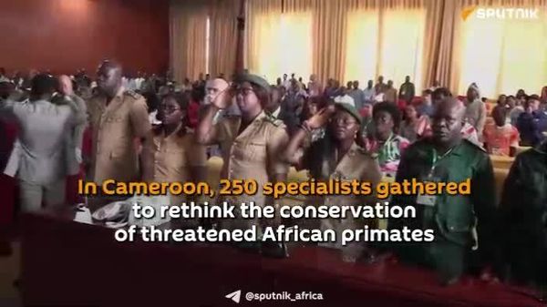 Primate Conservation Relies on Local Communities and African Cooperation, Experts Say - Sputnik Africa