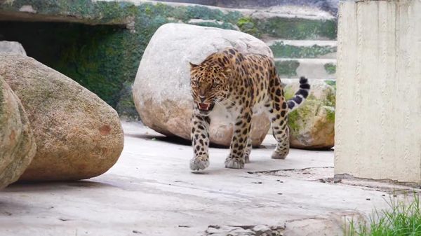 Rare Far Eastern Leopard Shows Off Skills at Open Vet Training in Moscow Zoo - Sputnik Africa