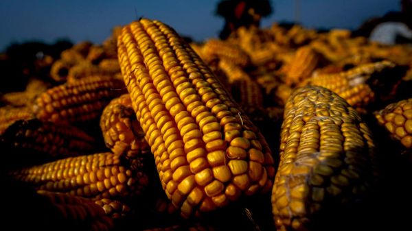 Zambia’s Maize Reserves Reach Record 3 - Sputnik Africa