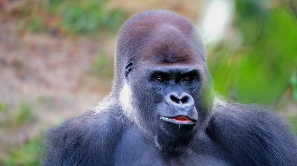 Uganda Gorilla Tourism Revenue Surges Amid Population Growth: Wildlife Authority - Sputnik Africa