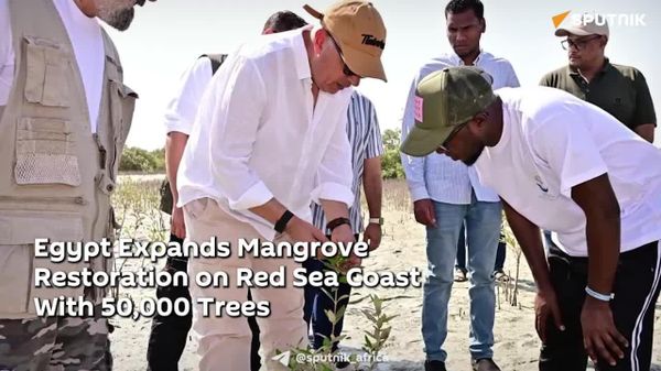 Egypt Expands Mangrove Restoration on Red Sea Coast With 50,000 Trees: Minister - Sputnik Africa