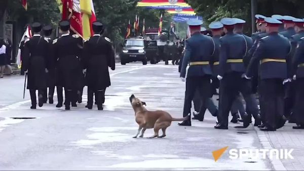 Tailed Defender on Duty: Dog 'Chases Away' Drone Ahead of Military Parade - Sputnik Africa