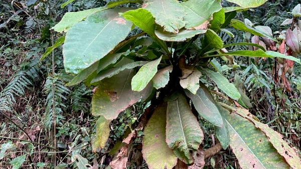 Ethiopia Launches Initiative to Save Indigenous Plants From Extinction: Biodiversity Institute - Sputnik Africa