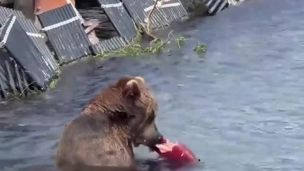 Au Kamtchatka, un ours a été repéré en train de s'offrir un buffet saumon à volonté, les pattes dans l'eau - Sputnik Afrique
