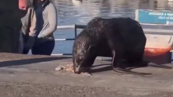 Great Lunch Heist: Brazen Seagull Snatches Sea Lion’s Meal - Sputnik Africa