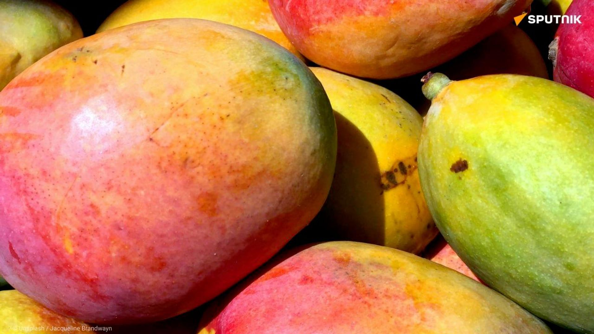Au Togo, la filière mangue reprend des couleurs en 2025 Au Togo, la filière mangue reprend des couleurs en 2025 - Sputnik Afrique, 1920, 22.09.2026
