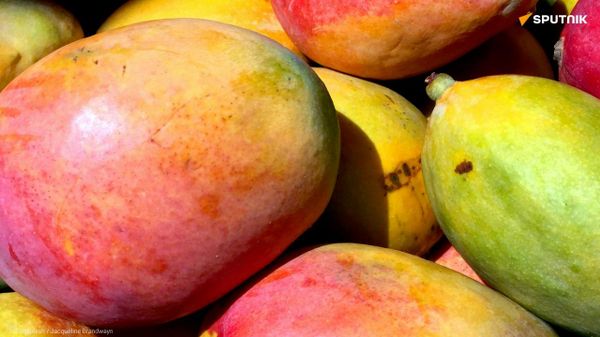 Au Togo, la filière mangue reprend des couleurs en 2025 - Sputnik Afrique