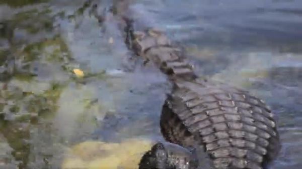 Uganda's Lake Victoria Plagued by Deadly Crocodile Attacks in Kalangala Area: Media - Sputnik Africa