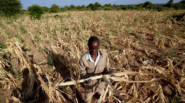Zimbabwe Rolls Out Six-Pillar Plan to Safeguard Food Supplies Ahead of El Niño Season: Media - Sputnik Africa