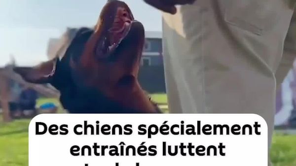 La Tanzanie déploie des chiens spécialement entraînés pour lutter contre le braconnage - Sputnik Afrique