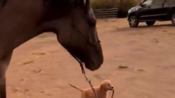 Cutest Cowboy in Town: Golden Retriever Puppy Takes Horse for a Walk - Sputnik Africa