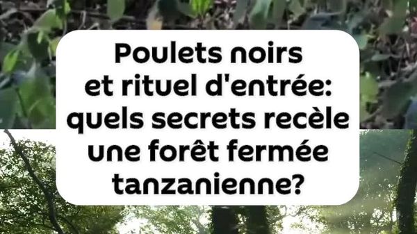 Pour accéder à cette forêt et découvrir ses anciens habitants, vous devez être présentés à la communauté locale et participer à un rituel traditionnel - Sputnik Afrique
