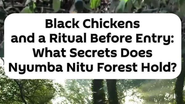 Never Eat Black Chickens in Tanzania's Nyumba Nitu Forest - Sputnik Africa