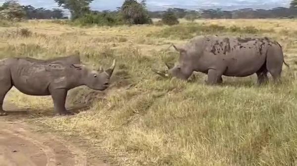 Safari Gone Wild: Two Giant Rhinos Go Head-to-Head - Sputnik Africa