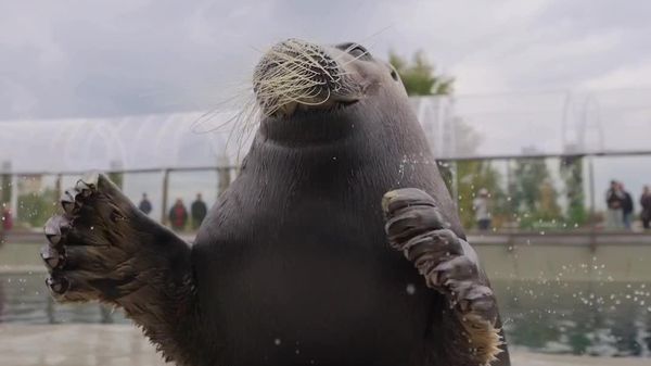 Weekend Goals: Enjoy It Like Harry the Seal Enjoys His Snacks - Sputnik Africa