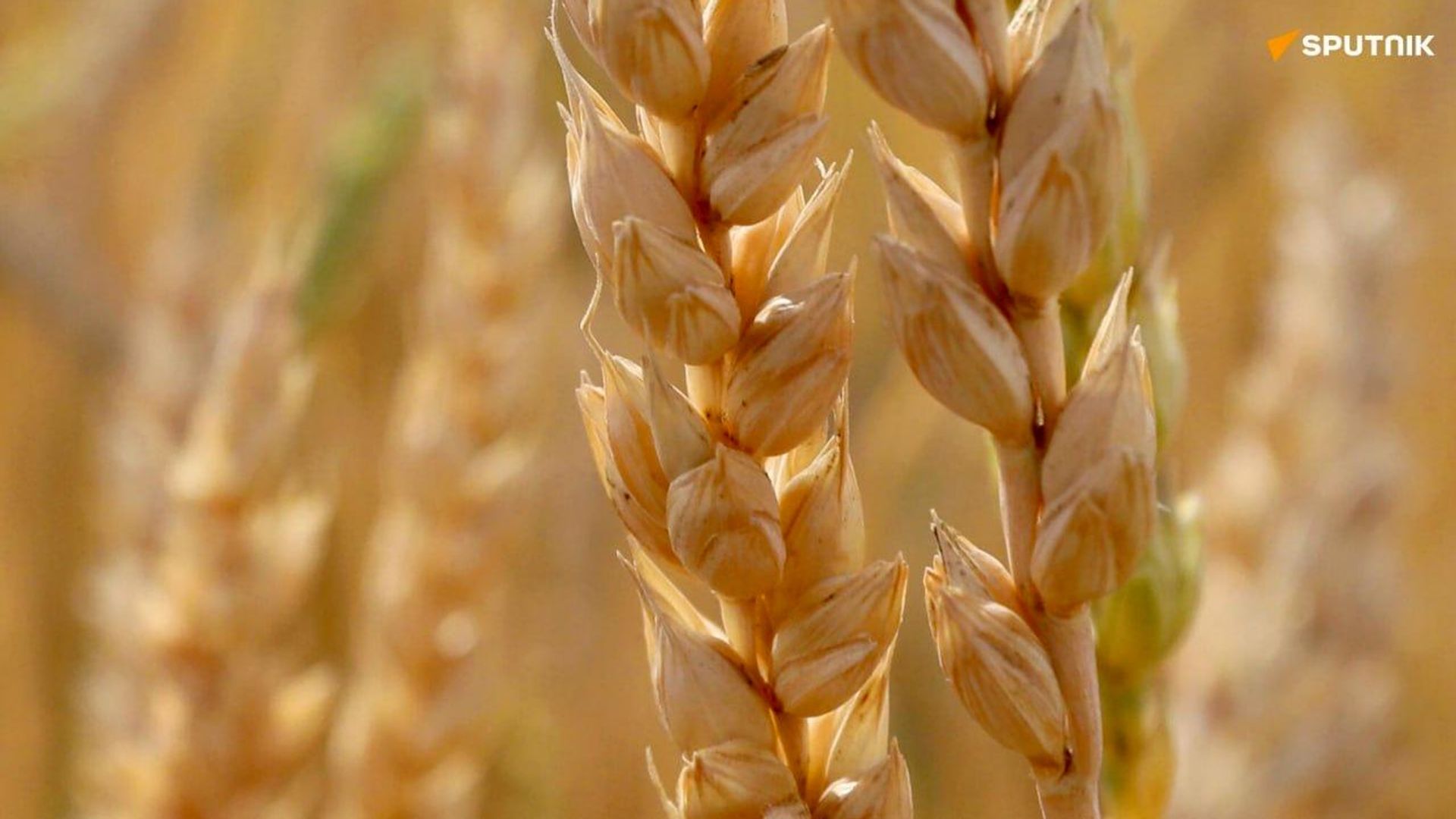Le Burkina peut trouver des opportunités du côté de la Russie, grande nation agricole, selon un expert Le Burkina peut trouver des opportunités du côté de la Russie, grande nation agricole, selon un expert - Sputnik Afrique, 1920, 27.09.2026